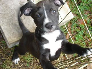 Ziggy the Puppy