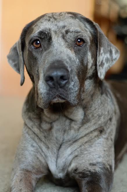 Rose the Wonderful Girl