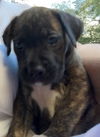 Dorothy-  A Boxer Blend