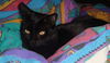 Fay the Loving Hemingway