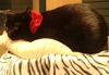 Fay the Loving Hemingway