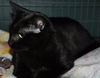 Fay the Loving Hemingway