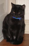 Fay the Loving Hemingway