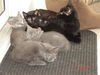 Kyle the Gray Kitten