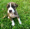 Oz~-A Boxer Blend