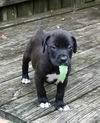 Deuce~A Boxer Blend