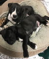 Deuce~A Boxer Blend