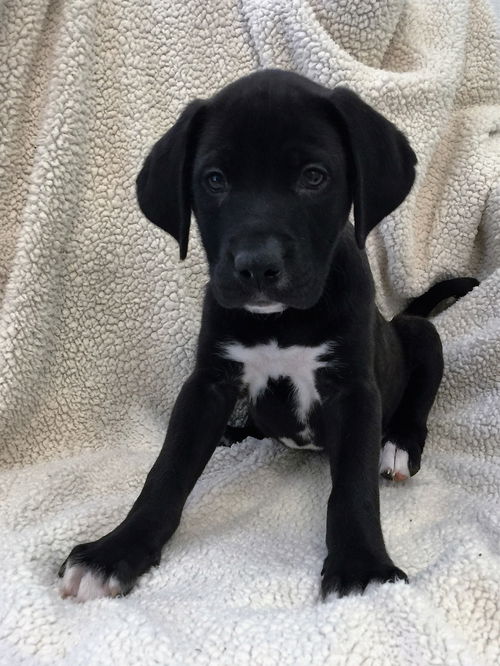 Deuce~A Boxer Blend