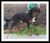 Charlie Brown ~A Louisiana Flood Pup