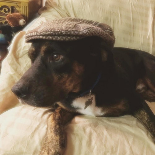 Charlie Brown ~A Louisiana Flood Pup