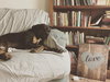 Charlie Brown ~A Louisiana Flood Pup