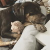 Charlie Brown ~A Louisiana Flood Pup