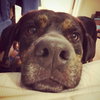 Charlie Brown ~A Louisiana Flood Pup