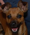 Chrissy the Chihuahua
