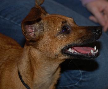 Chrissy the Chihuahua
