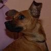 Chrissy the Chihuahua