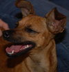 Chrissy the Chihuahua
