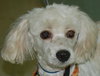 Francois the Poodle