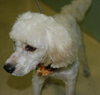 Francois the Poodle