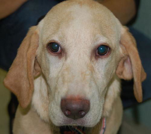 Gracie the Puppy