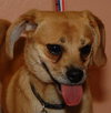 Petey the Puggle
