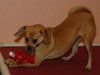 Petey the Puggle