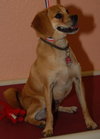 Petey the Puggle