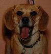 Petey the Puggle