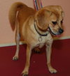 Petey the Puggle