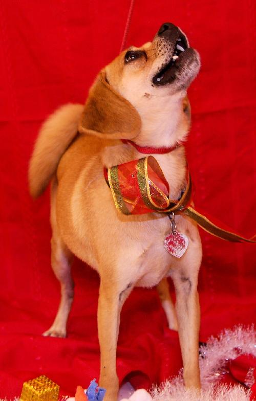 Petey the Puggle