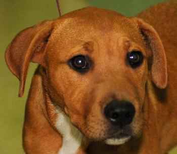 Majorette the Puppy