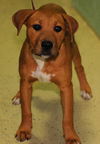 Majorette the Puppy
