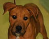 Majorette the Puppy