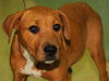 Majorette the Puppy