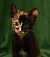 Zoe