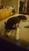 Ares