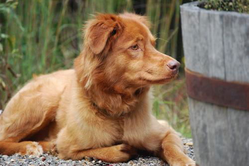 Bo the Retriever