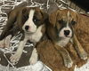 Little Gracie ~A Boxer Blend