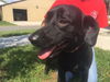 Belle *A Bonded Pair**