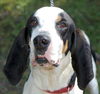 Henry the Hound