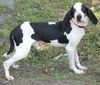 Henry the Hound