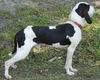 Henry the Hound