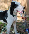 Henry the Hound