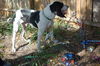 Henry the Hound