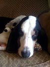 Henry the Hound