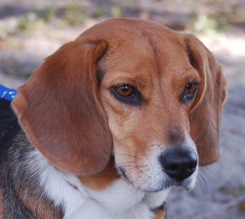Anna the Beagle