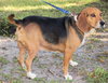 Anna the Beagle