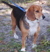 Anna the Beagle