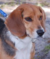 Anna the Beagle