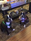 Rocko *A Bonded Pair*